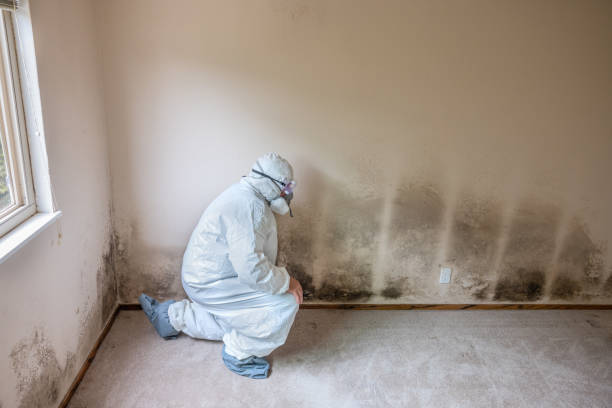 Best Post-Flood Mold Remediation in Exton, PA